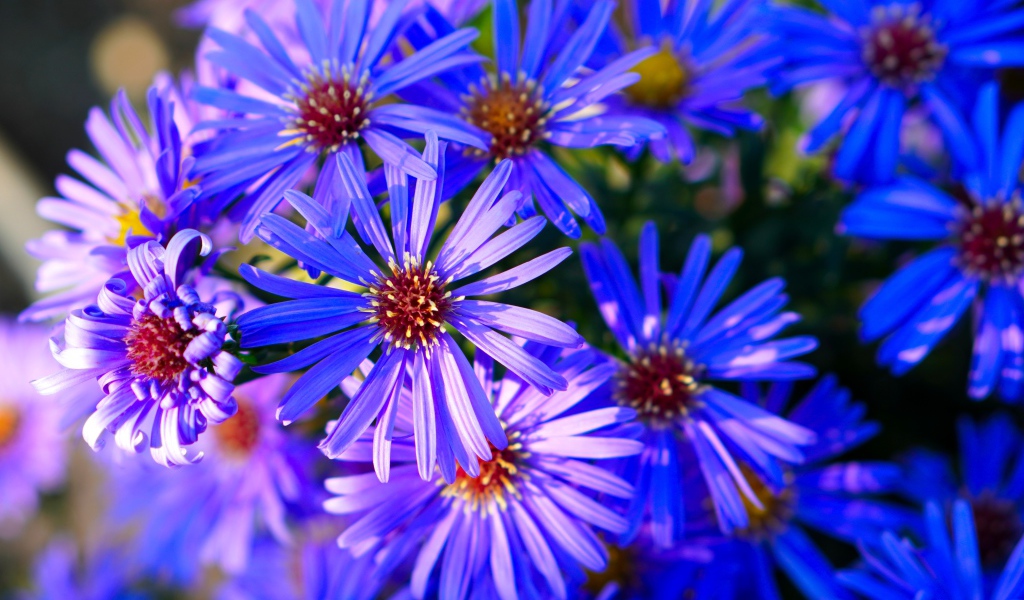 Синие цветы сентябринки крупным планом