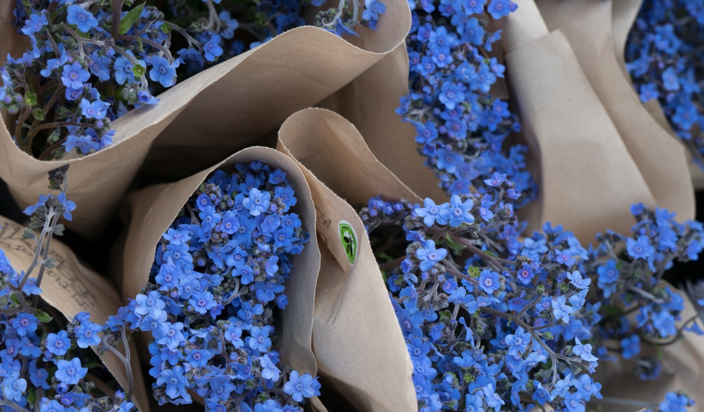 Голубые цветы незабудки в бумажных пакетах