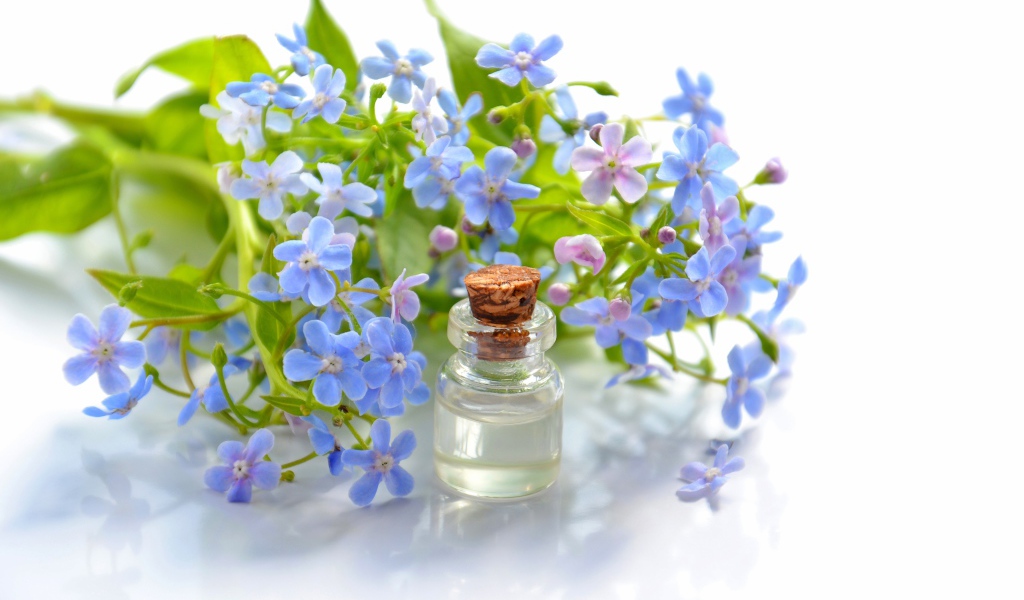 Голубые цветы незабудки на белом фоне с маслом