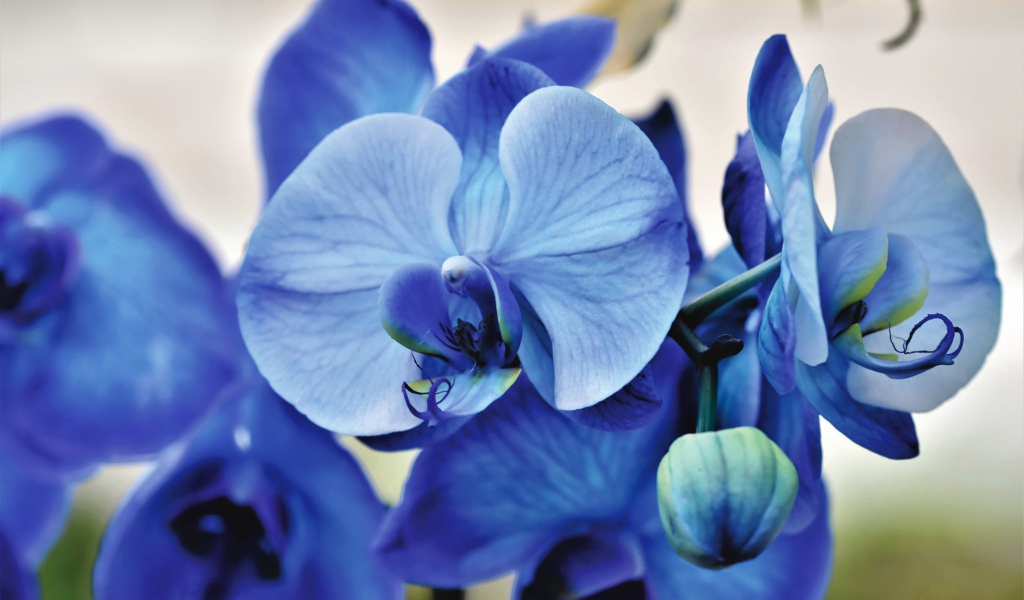 Синий цветок орхидеи крупным планом