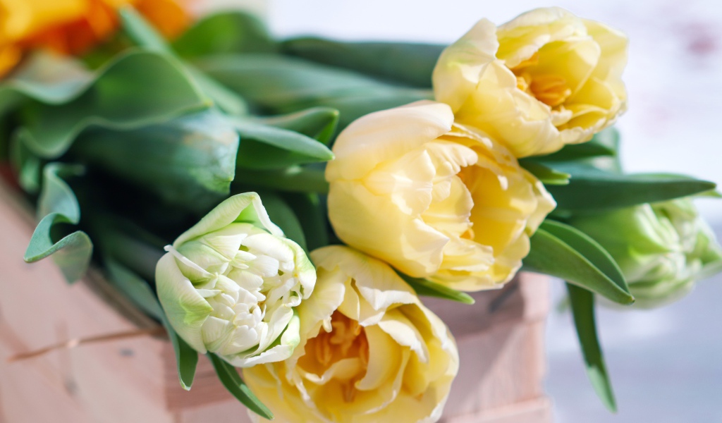 Букет нежных кремовых тюльпанов на столе