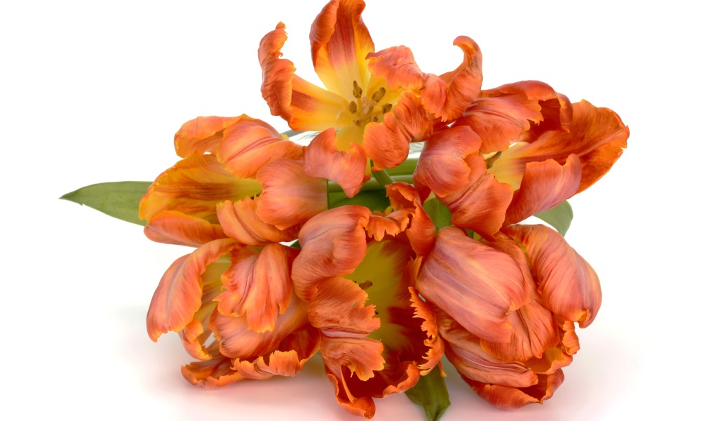 Букет оранжевых тюльпанов на белом фоне