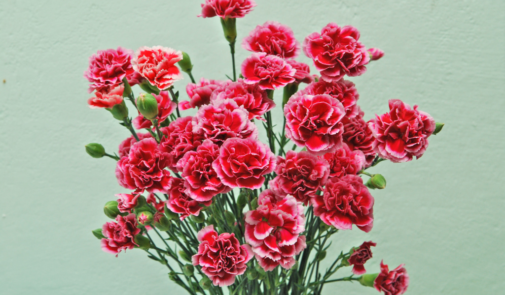 Букет розовых цветов гвоздики на сером фоне