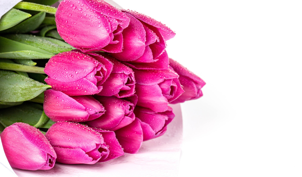 Букет розовых тюльпанов в каплях росы на белом фоне