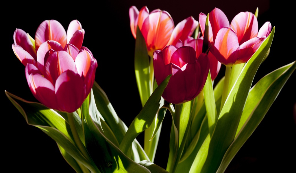 Букет розовых тюльпанов в лучах солнца на черном фоне