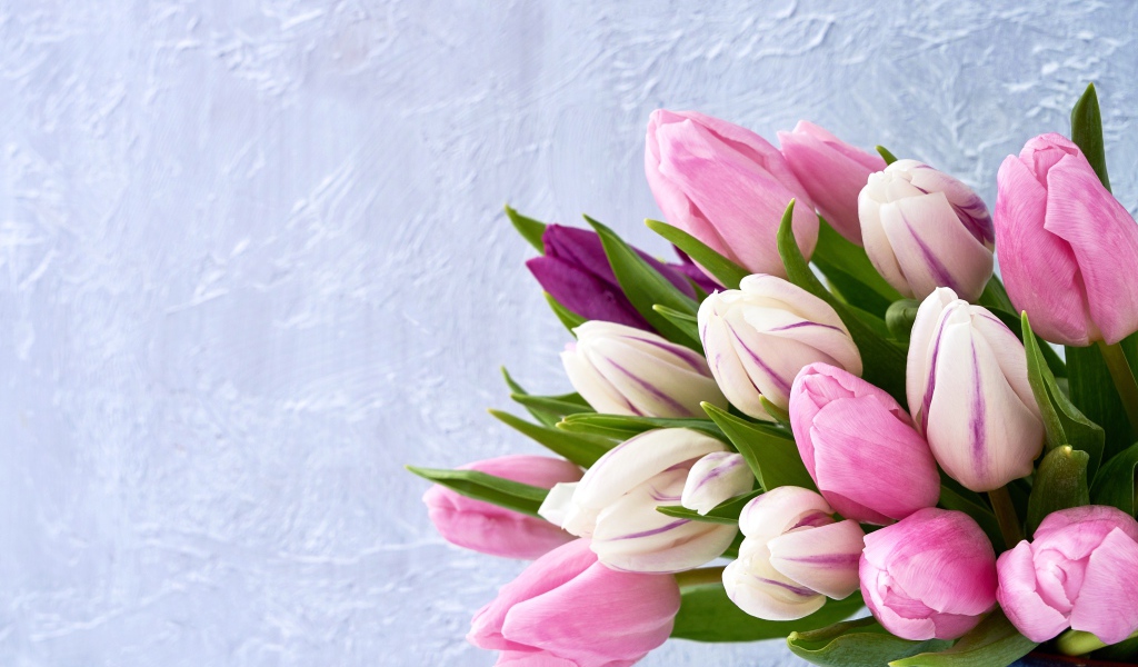 Букет розовых тюльпанов на фоне серой стены