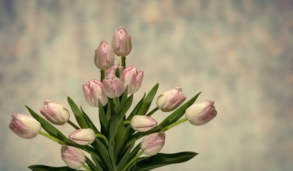 Букет розовых тюльпанов с зелеными листьями на сером фоне 