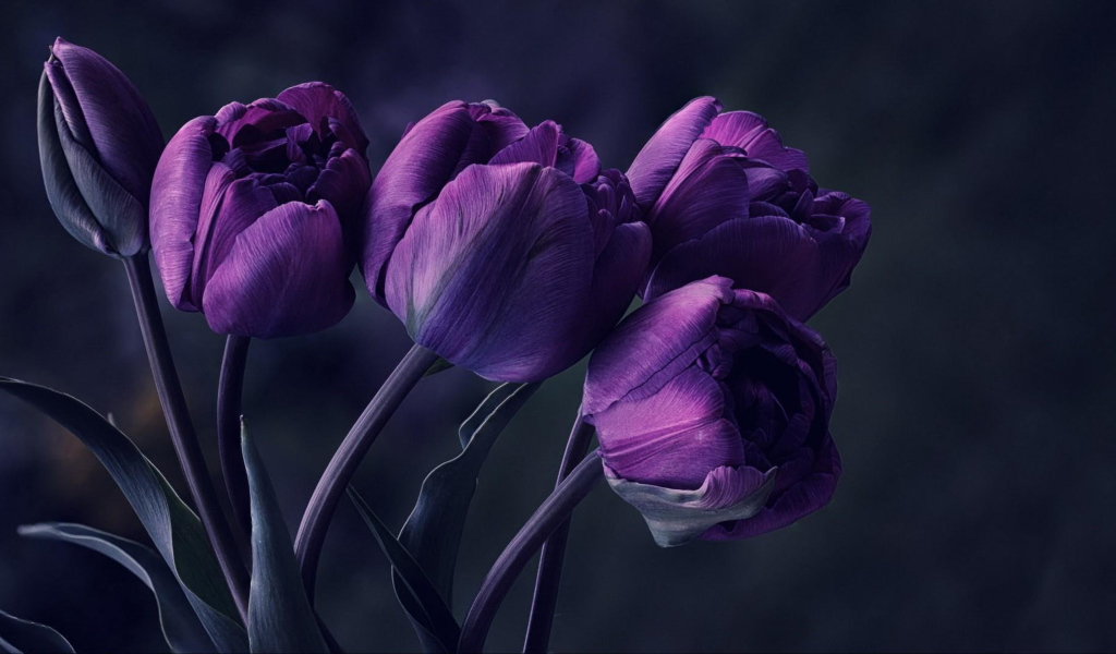 Букет фиолетовых тюльпанов на сером фоне 