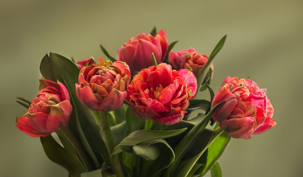 Букет красных тюльпанов с зелеными листьями