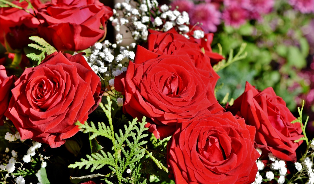 Букет алых роз с цветами гипсофилы 