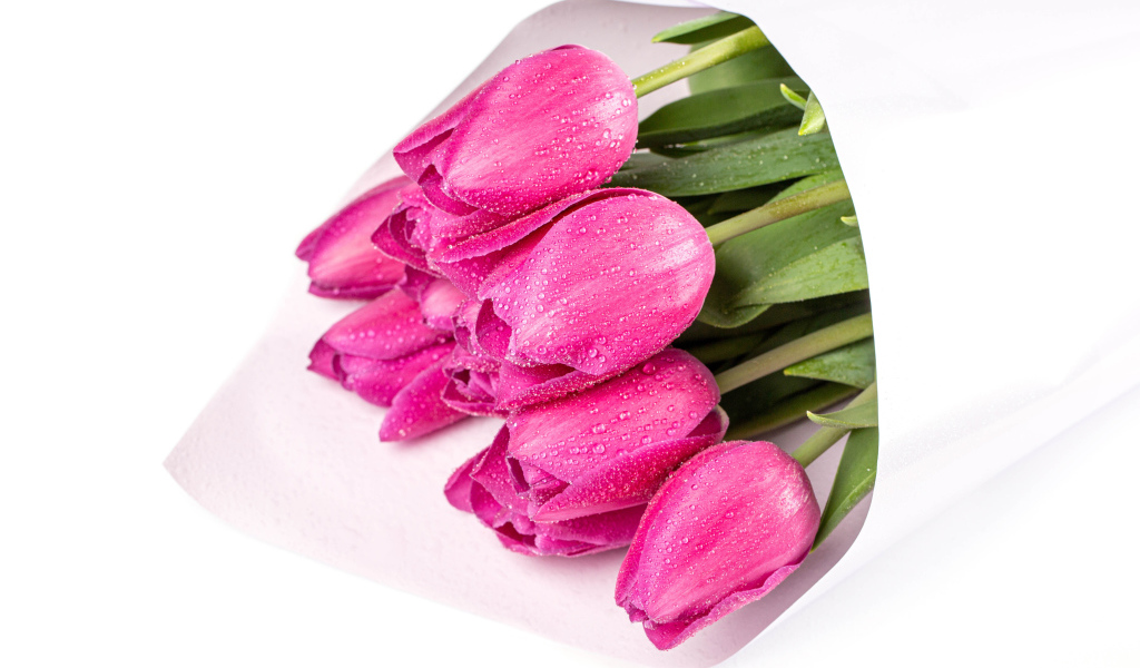 Букет мокрых розовых тюльпанов на белом фоне