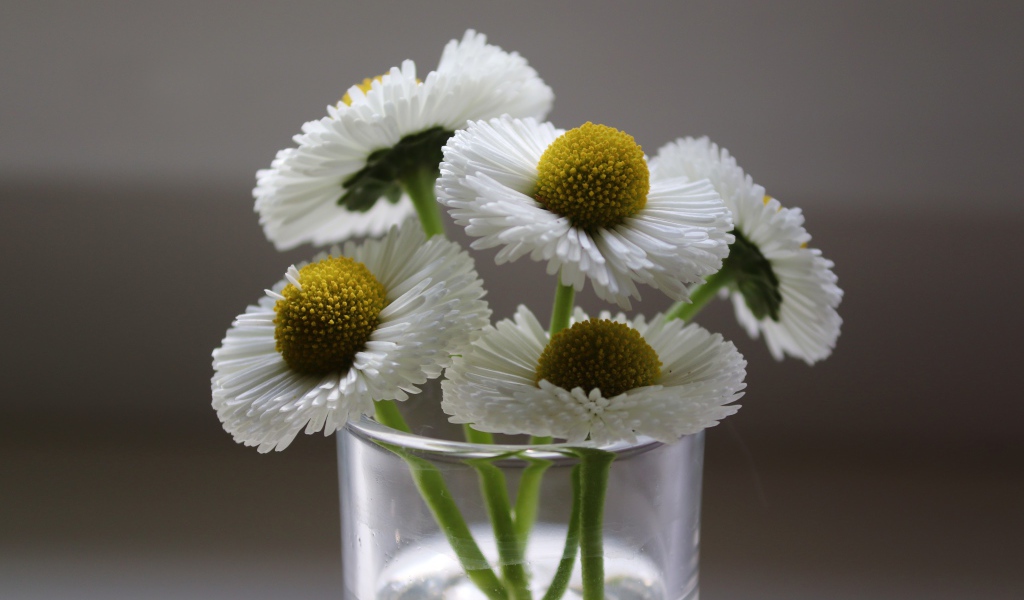 Букет белых маргариток в вазе на сером фоне 