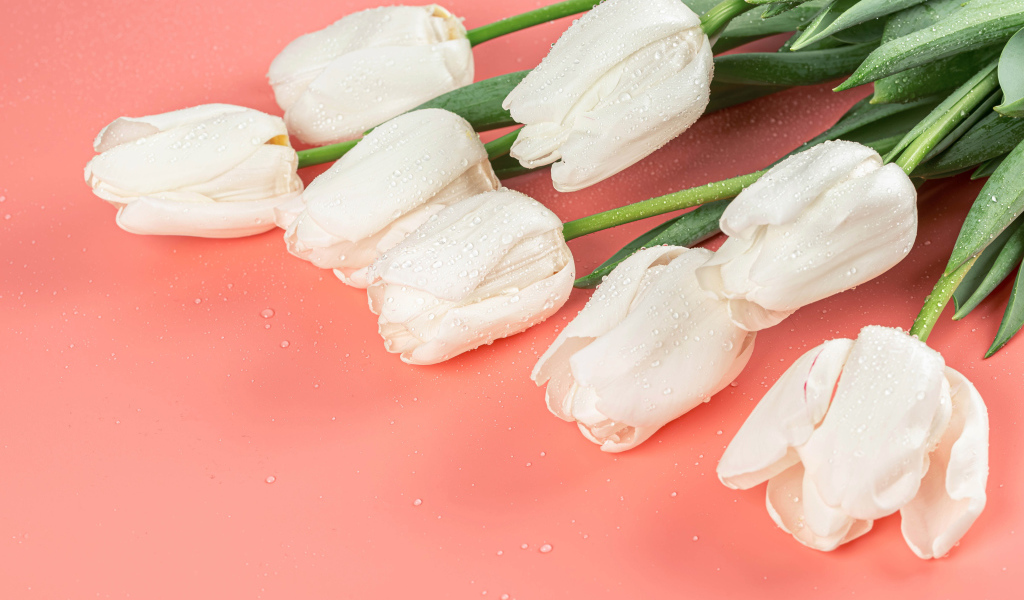 Букет белых тюльпанов в каплях росы на розовом фоне