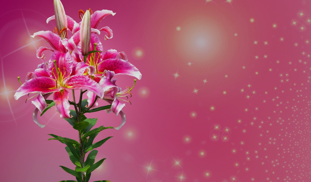 Ветка цветов лилии на розовом фоне 