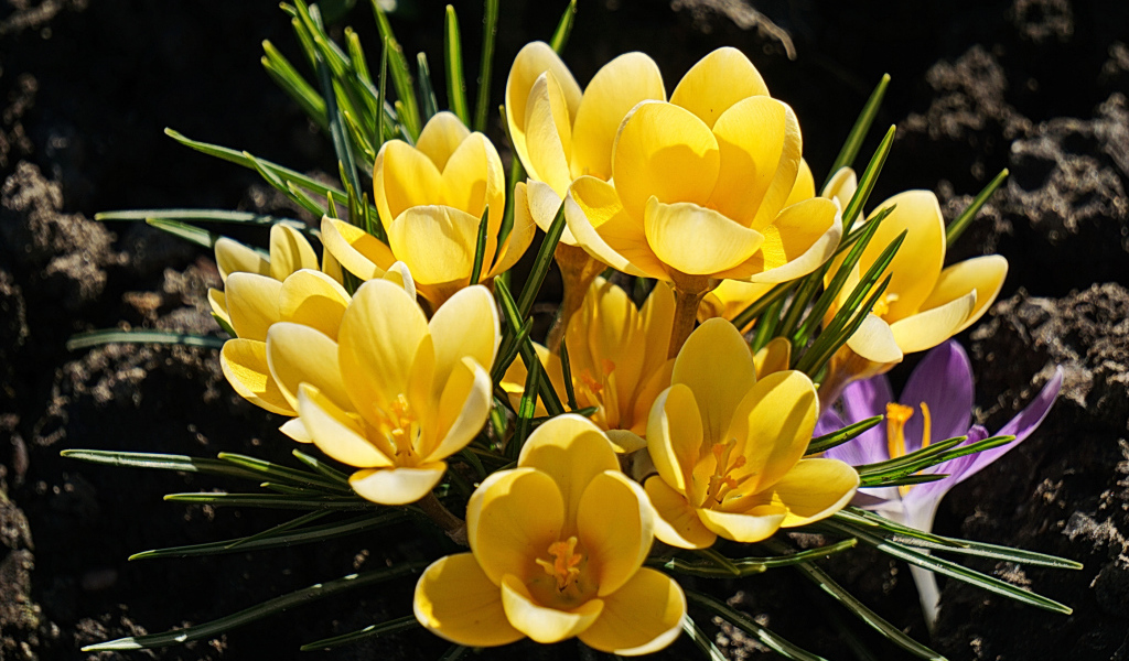 Куст маленьких желтых цветов крокуса на клумбе 