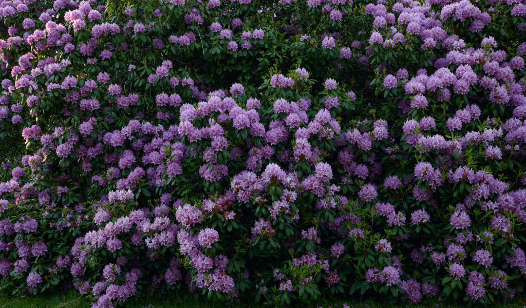 Куст с сиреневыми цветами рододендрона