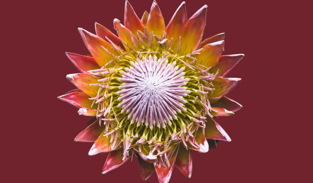 Цветок кактуса на коричневом фоне