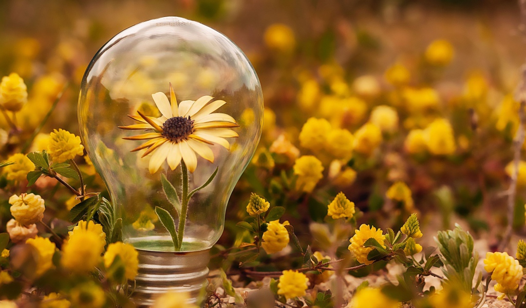 Цветок календулы в стеклянной лампочке