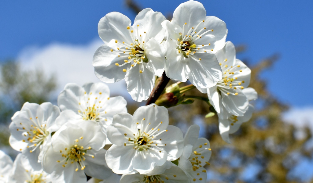 Цветы вишни распустились на ветке весной