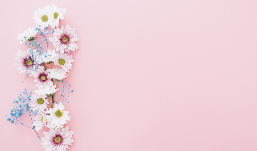 Цветы хризантемы на розовом фоне