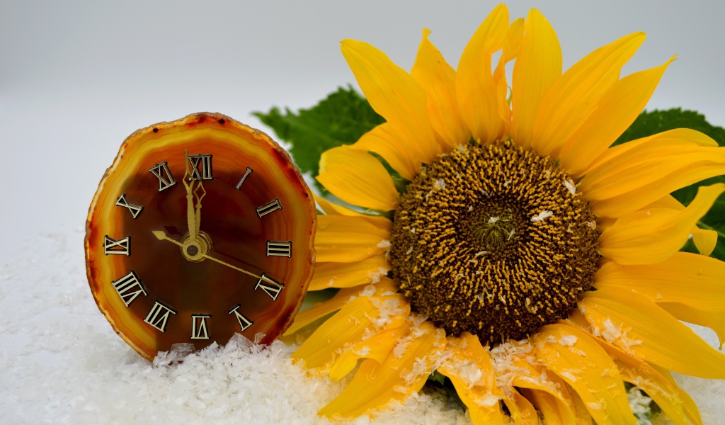 Часы и желтый подсолнух лежат на снегу 
