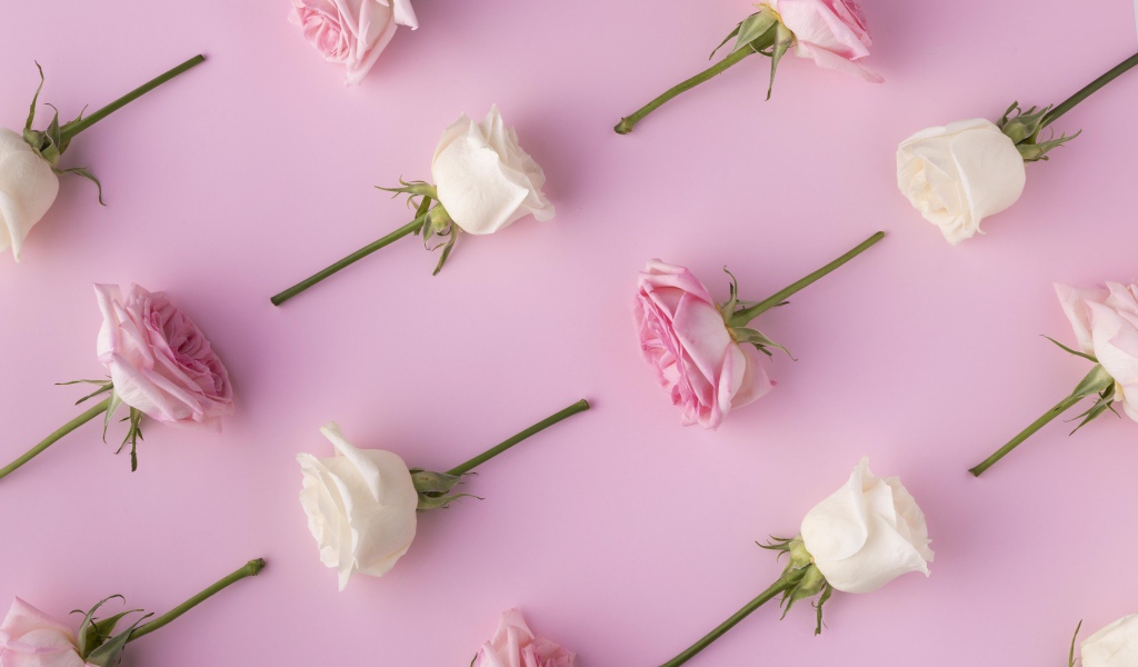 Обрезанные цветы розы на  розовом фоне