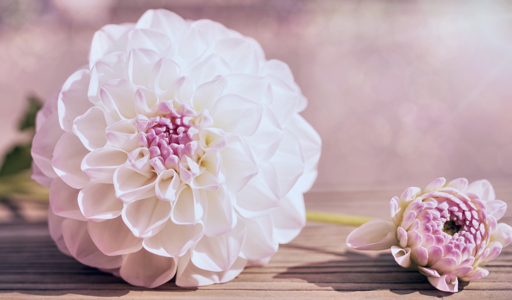 Нежный кремовый цветок георгина на столе