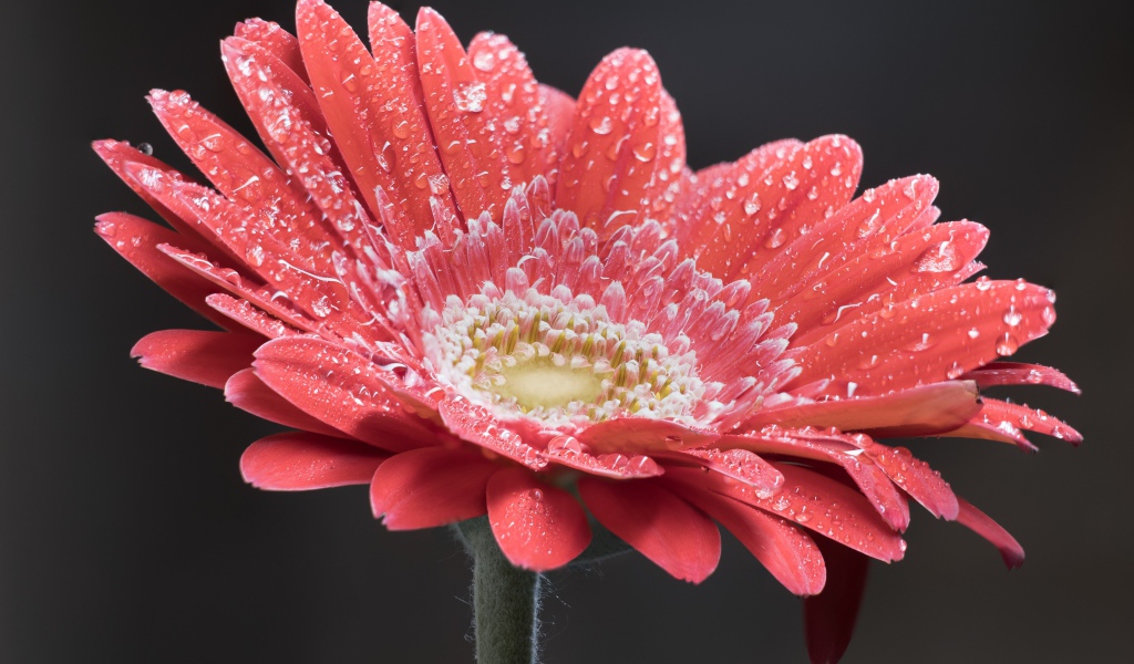 Нежный кремовый цветок герберы в каплях росы