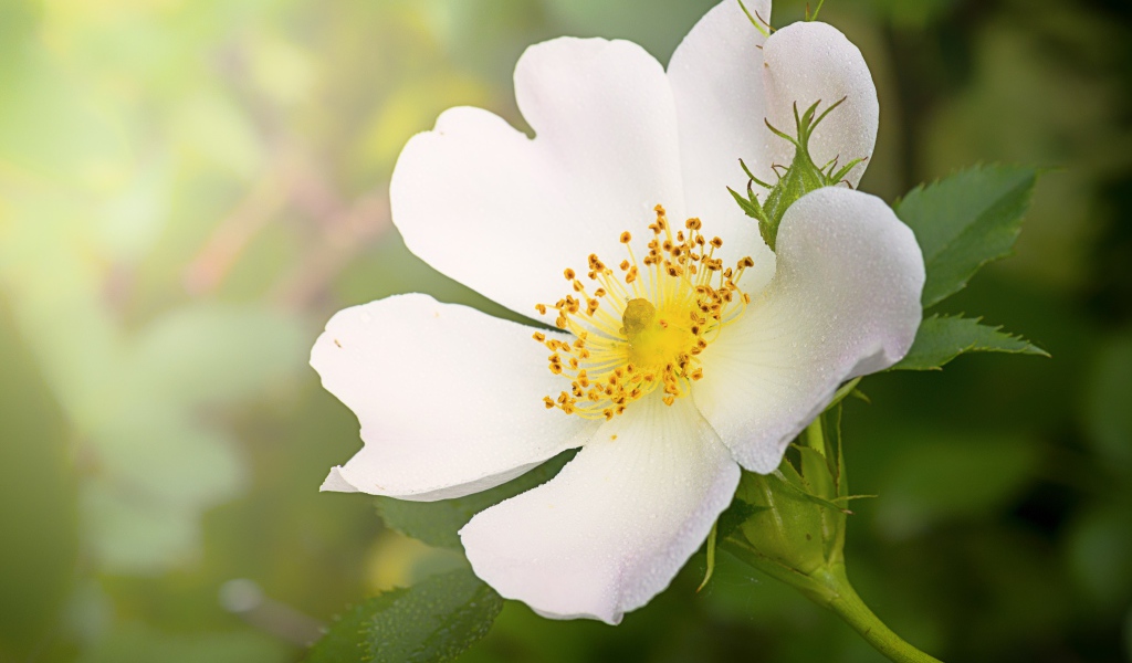 Нежный кремовый цветок шиповника с бутоном