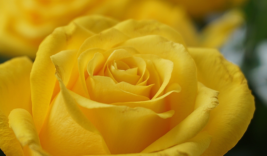 Нежная садовая желтая роза крупным планом