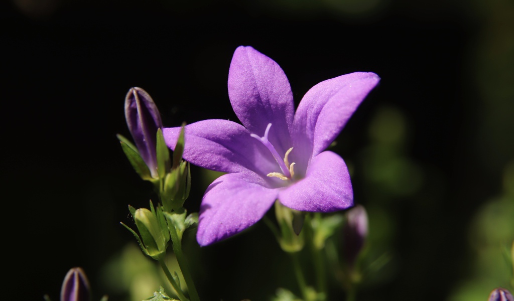 Нежный сиреневый колокольчик с бутонами крупным планом