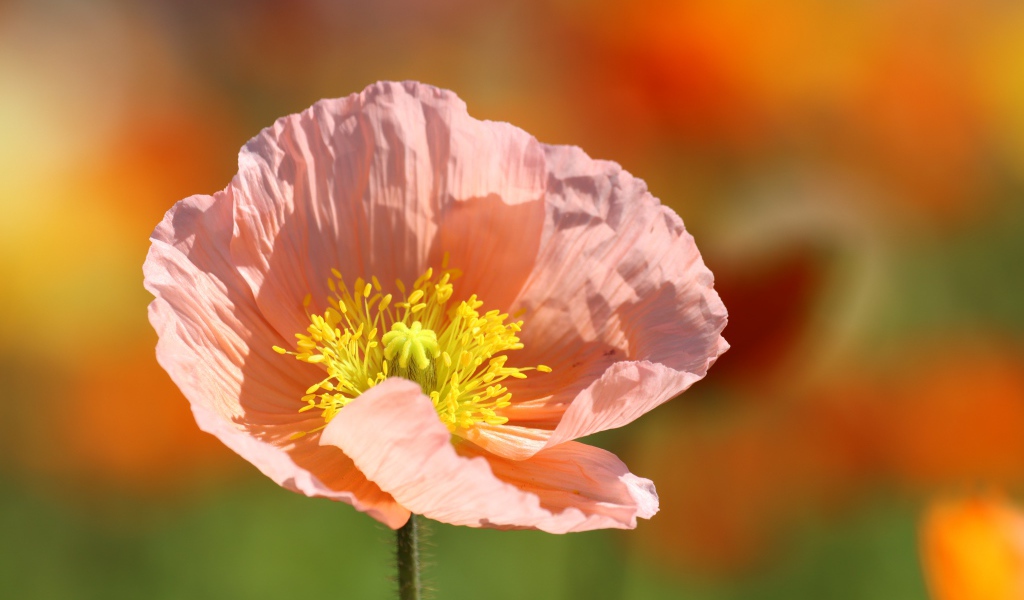 Нежный розовый цветок с желтой серединкой 