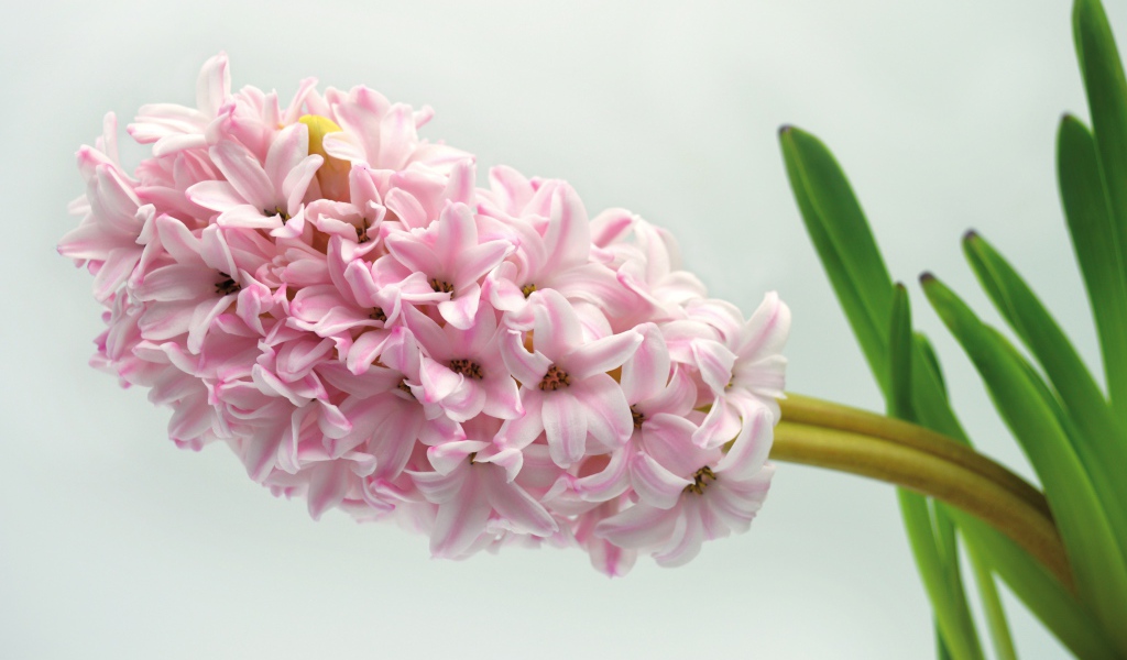 Нежный розовый цветок гиацинта на сером фоне