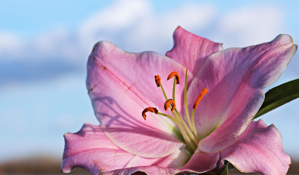 Нежная розовая лилия на фоне неба крупным планом