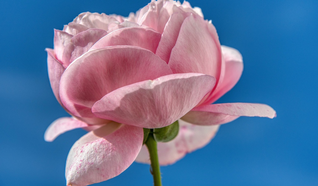 Нежная розовая роза на фоне голубого неба 