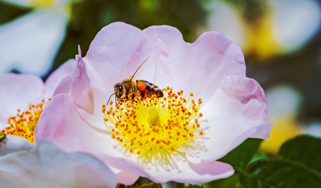 Нежный розовый цветок шиповника с пчелой