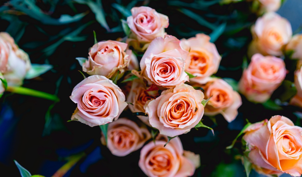 Нежные розовые розы крупным планом