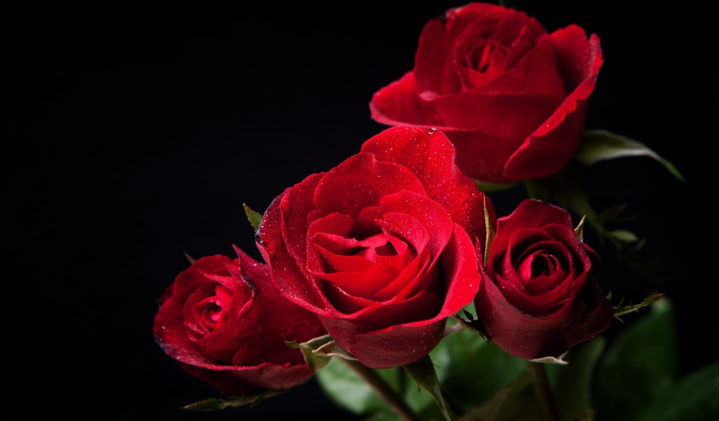 Нежные алые розы на черном фоне