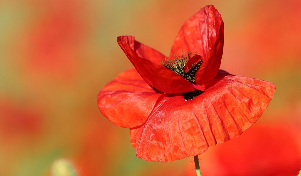 Нежные тонкие лепестки полевого мака