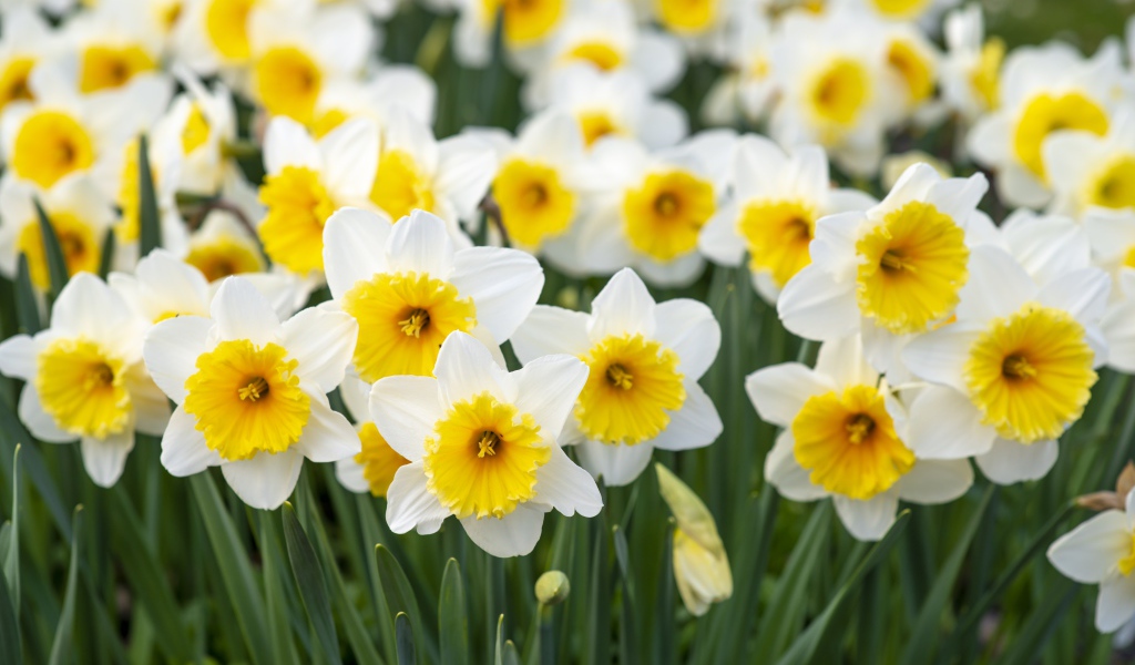 Нежные белые нарциссы с бутонами на клумбе