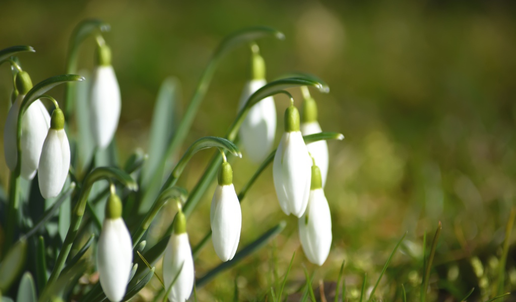 Нежные белые цветы подснежники в зеленой траве
