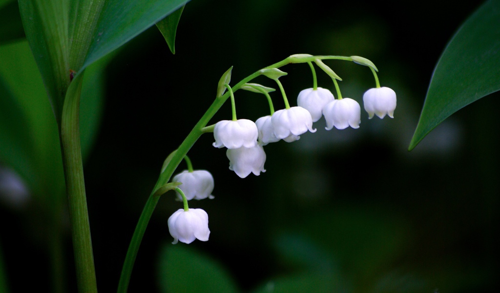 Нежные белые цветы ландыша крупным планом