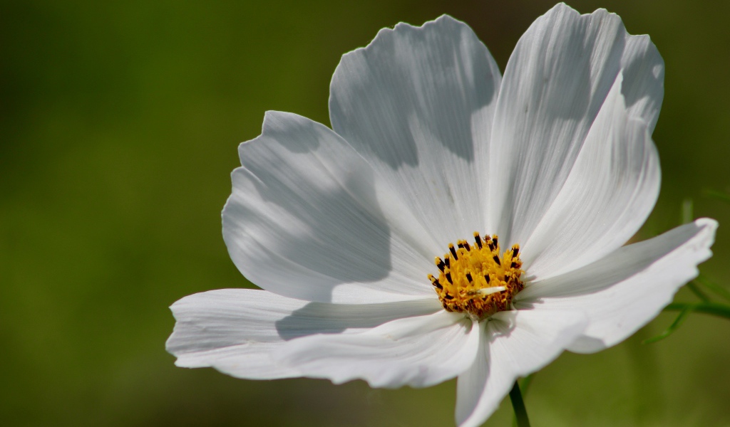Нежные белые лепестки цветка космеи 