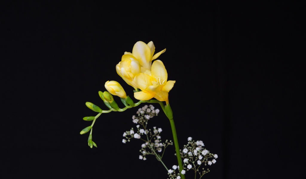 Нежный желтый цветок фрезии на черном фоне