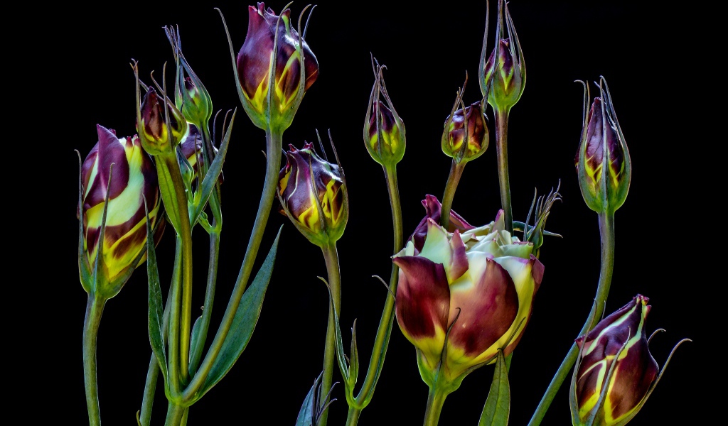 Цветы эустомы распускаются на черном фоне