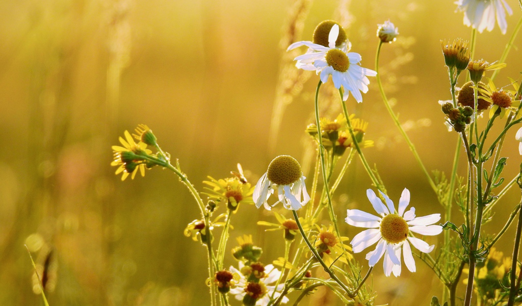 Полевые ромашки и желтые цветы на поле 