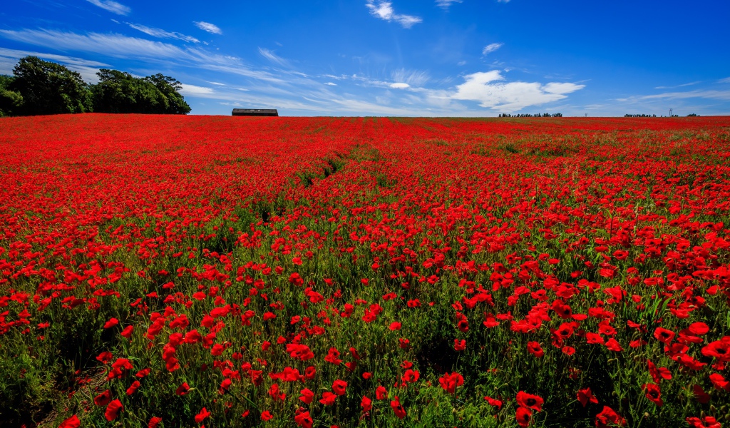 Поле красных маков под голубым небом летом