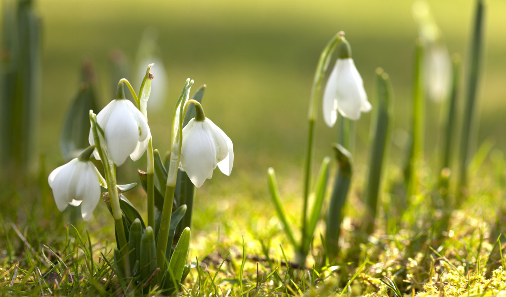 Первые белые весенние цветы подснежники