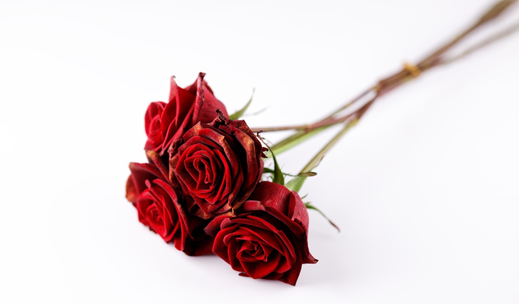 Пять красных роз без шипов на белом фоне 