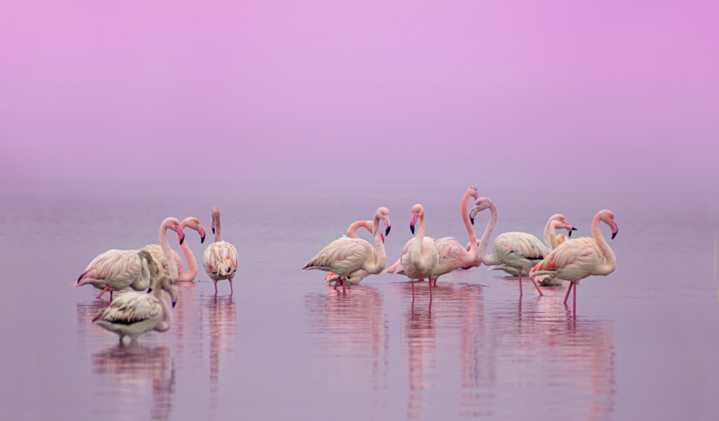Фламинго в воде на розовом фоне 